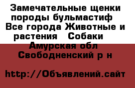 Замечательные щенки породы бульмастиф - Все города Животные и растения » Собаки   . Амурская обл.,Свободненский р-н